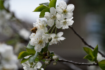 Cherry blossom close up, bee pollinating cherry blossom, spring flower on a branch