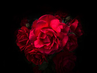 Bouquet of red roses on a black background