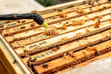Beekeeper watering wooden frame with sprayer. Open bee hive. bees crawl along hive