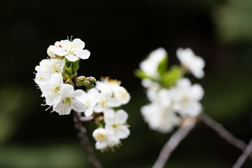 Obraz na płótnie Canvas Cherry blossom close up, spring flower on a branch