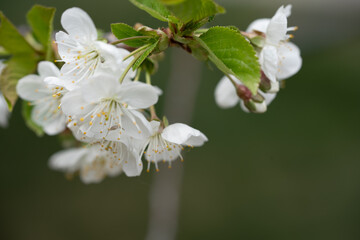 Cherry blossom close up, spring flower on a branch
