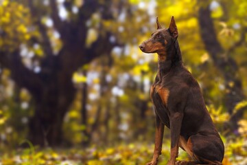 A happy cute dog playing in the park