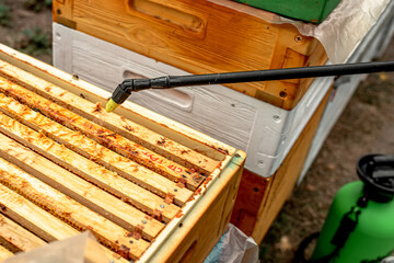 beekeeper treats the bees of the varroa mite. Varroa destructor.