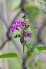 Flowers of Lamium maculatum with beetle Chrysolina fastuosa