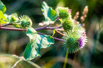 Green leaves and purple flowers of a wild greater burdock Arctium lappa in summer in the meadow. The root of the plant is used in medicine, cosmetology and food