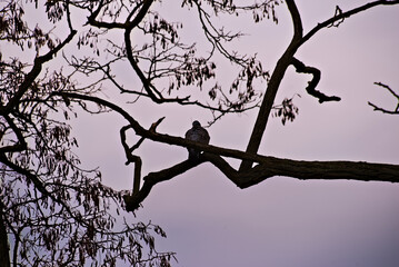 A pigeon perched on the bare (leafless) branches of an acacia robinia, against the background of the gray-white sky. 