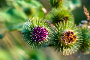 Arctium lappa, greater burdock,gobo, edible burdock,lappa,beggar's buttons,thorny burr, or happy major green spiny flower with purple petals. The root of the plant is used in medicine, cosmetology and
