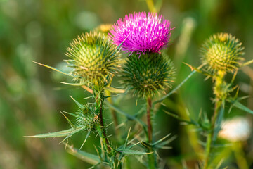 Onopordum acanthium cotton thistle, Scotch or Scottish thistle during harvest for preparing elixirs, tinctures and medicinal herbs in summer in growing season. Herbalist's hand picking plants.