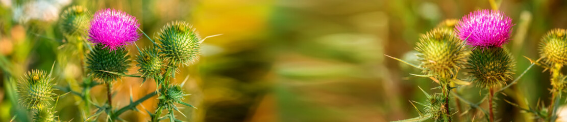 Banner Onopordum acanthium cotton thistle, Scotch or Scottish thistle during harvest for preparing elixirs. purple thorny flowers growing in the meadow. Summer-blooming weed