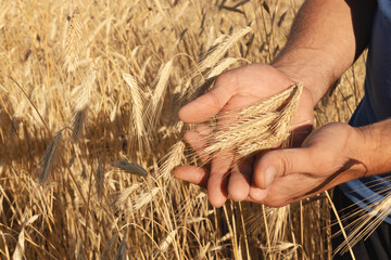 farmer in the field of ripe wheat checks the ears, grain harvest