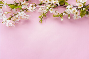 Fototapeta na wymiar Spring blooming branches on pink background