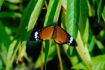 butterfly on a leaf