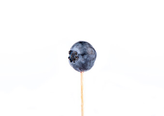 Raw ripe blueberry on wooden stick isolated on white background.