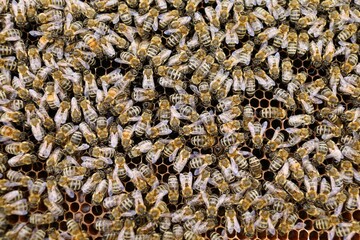 Lots of bees. Bees insects on the frame of the hive.