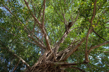 Big, green tree seen from below