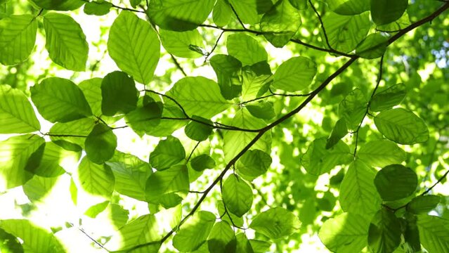 Green leaves of beech tree during sunny day, macro shot, slow motion.