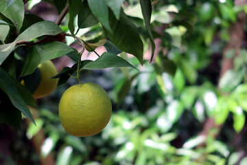 Bitter orange, Seville orange, bigarade orange, or marmalade orange. The citrus tree Citrus aurantium and its fruit. Unripe fruit