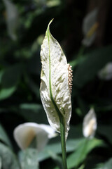 Spathiphyllum plant with white spadix. Closeup view