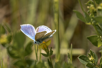 motyl niebieski modraszek na zielonej łące