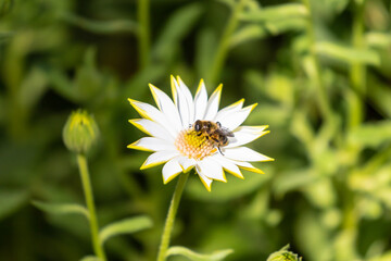 abeja sobre una margarita o bellis perennis © WaidenOlvany