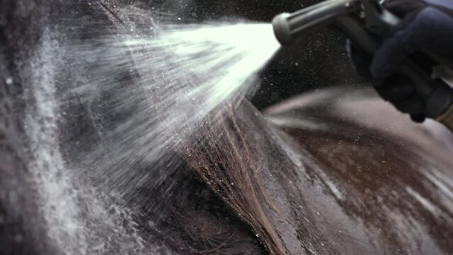 Super slow motion of a girl is washing, showering, and cleaning a horse. Filmed on a high-speed cinema camera, 1000 fps