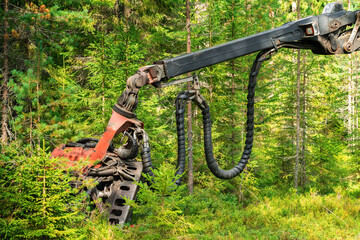 Cutting head of forest harvesting fully automatic machine standing between trees. Northern Sweden, fresh green pine tree forest, sunny day