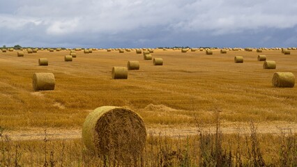 Many round bundles of straw lie on a harvested field under an autumn sky with heavy clouds. Harvest Concept