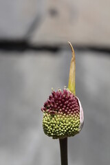 bud of a flower