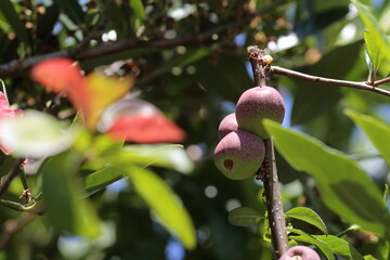 fruit from the Chinese ornamental quince
