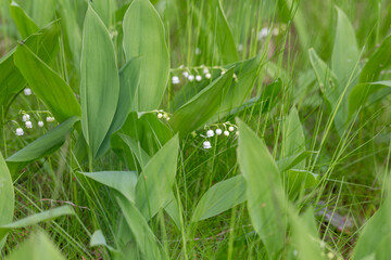 Lily of the valley close-up, detailed bright macro photo. The concept of spring, may, summer.