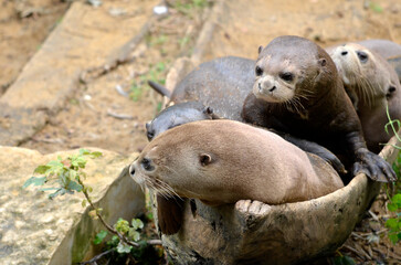 Giant otters (Pteronura brasiliensis) in a container dug in a tree trunk 