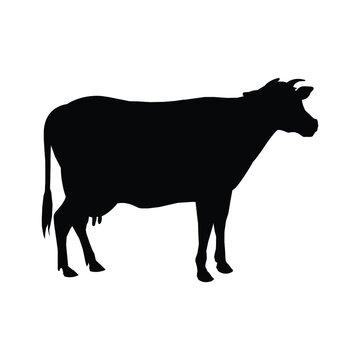 silhouette of a cow