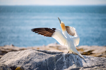 Fototapeta na wymiar White bird on Northern Gannets (Morus bassanus) a rock ledge on the ocean . USA. Maine 