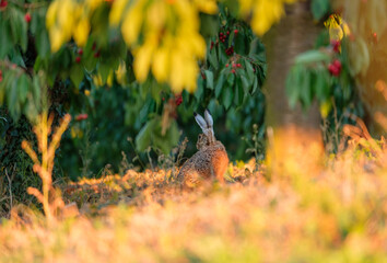 Hare in the cherry trees