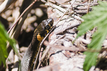 Grass snake on a background of withered leaves. The snake Natrix natrix pokes its head into the sun