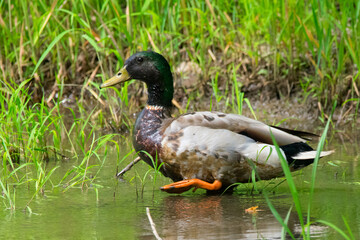 Male Mallard duck walking in a marsh