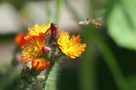 Schwebfliege &uuml;ber Habichtskraut