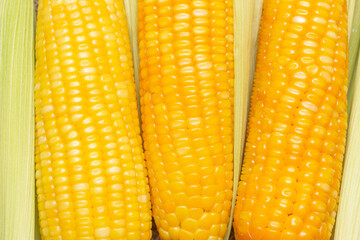 several corns cooked in a corn husk