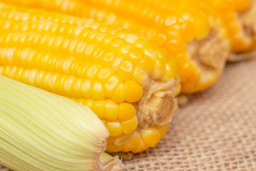 several corns cooked in a corn husk on a table