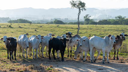 herd of Nelore cattle on pasture