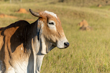 close-up of brown Nelore cattle