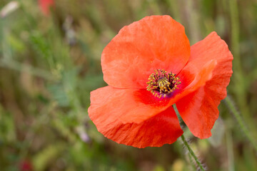 Fototapeta premium Amapola en un campo de trigo