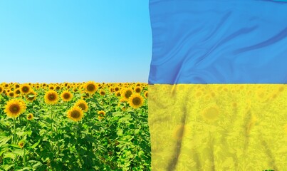 Flag of Ukraine on the Sunflower field