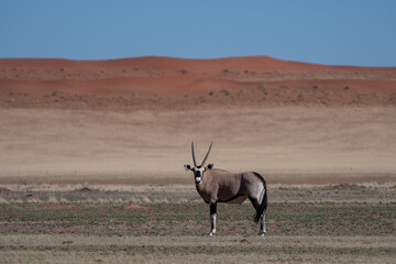 Gemsbok with orange sand dune in Namibia