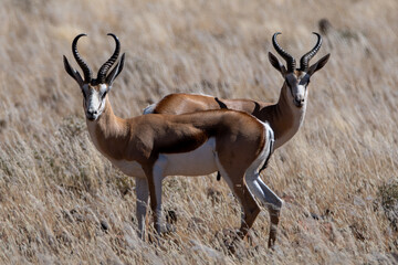 Springbok antelope (Antidorcas marsupialis) in natural habitat, Namibia
