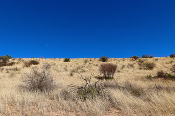 Arid Kgalagadi landscape, South Africa