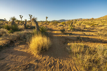 hiking the maze loop in joshua tree national park, california, usa