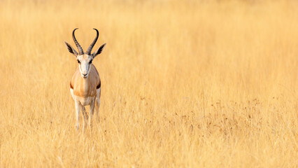 Springbok (medium-sized antelope) in Etosha National Park. Namibia. Wild african animals. Selective focus