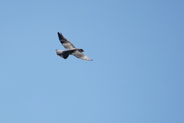 peregrine falcon in flight