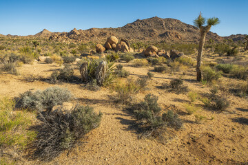 hiking the maze loop in joshua tree national park, california, usa